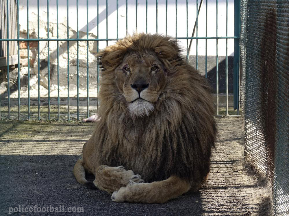Simba the lion อพยพออกจากยูเครนอย่างปลอดภัย สิงโตและหมาป่าชื่อ Akyla ถูกอพยพออกจากสวนสัตว์ในยูเครนที่ได้รับผลกระทบจากสงคราม