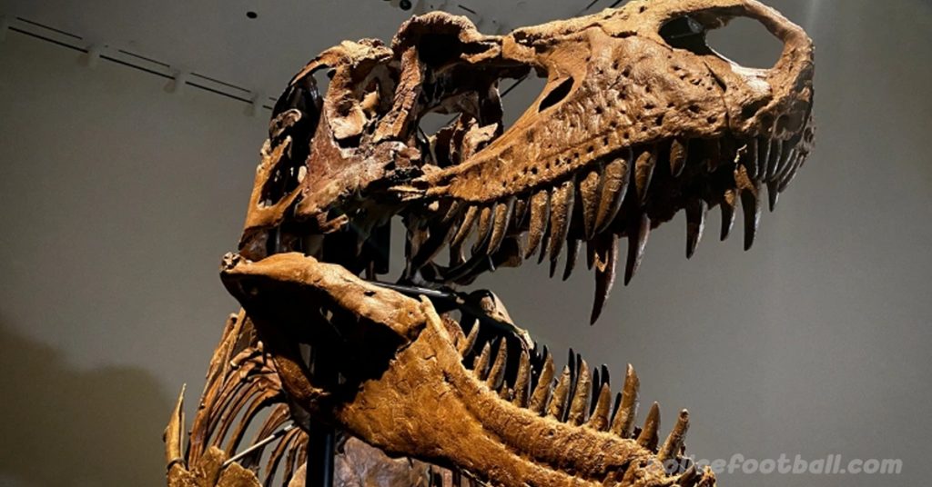 Dinosaur skeleton อายุ 77 ล้านปี โครงกระดูกของกอร์โกซอรัส ซึ่งเป็นญาติไดโนเสาร์ของไทแรนโนซอรัส เร็กซ์ ซึ่งมีอายุประมาณ 77 ล้านปีก่อน