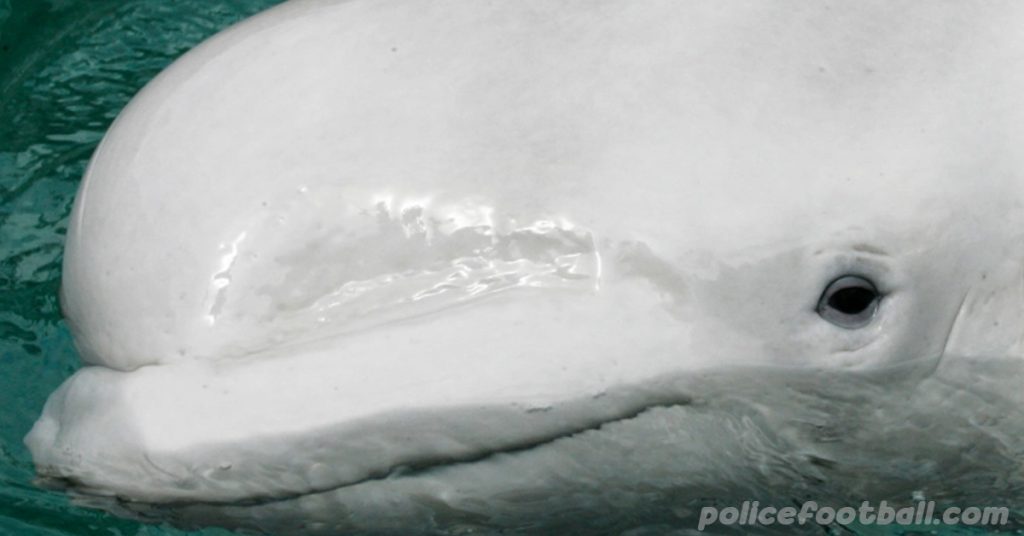 beluga whalebeluga whale น้ำหนักน้อยในแม่น้ำแซน เจ้าหน้าที่ในฝรั่งเศสกล่าวว่าพวกเขากังวลเกี่ยวกับสุขภาพของวาฬเบลูก้าที่เห็นได้