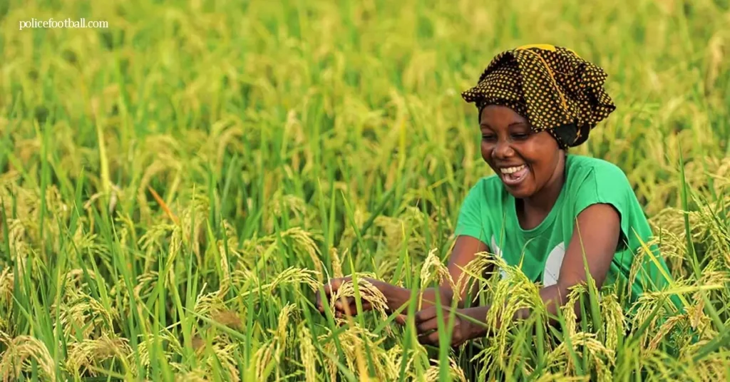 แอฟริกาสามารถปลูกข้าวได้มากขึ้น ภาคส่วนข้าวของแอฟริกามีโอกาสสำคัญในการเพิ่มผลผลิตผ่านแนวทางปฏิบัติทางการเกษตรที่ได้รับการปรับปรุง