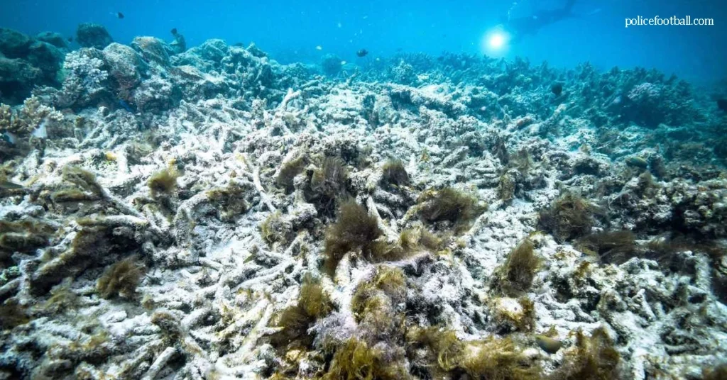 แนวปะการัง Great Barrier Reef เผชิญปัญหาฟอกขาว ผู้จัดการแนวปะการังกล่าวเมื่อวันพุธว่า แนวปะการังเกรทแบร์ริเออร์รีฟทางตอนใต้กำลังประสบ