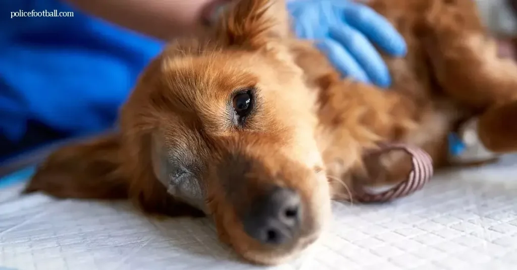 การระบาดของ Superbug จากยาหยอดตาคนสู่สุนัข สุนัขสองตัวที่ได้รับการรักษาที่โรงพยาบาลสัตวแพทย์ในรัฐนิวเจอร์ซีย์เมื่อปีที่แล้วมีผล