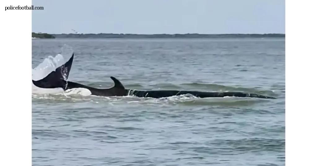 เหตุสลดใน Barnegat Bay วาฬเสียชีวิต ผู้โดยสารถูกเหวี่ยงตกจากเรือ เหตุการณ์ไม่คาดคิดเกิดขึ้นใน Barnegat Bay รัฐนิวเจอร์ซีย์ เมื่อเรือโดยสาร